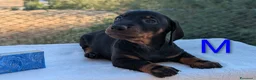 Bassotto cani in vendita: Bassotti tedeschi standard a pelo corto - Annuncio 11
