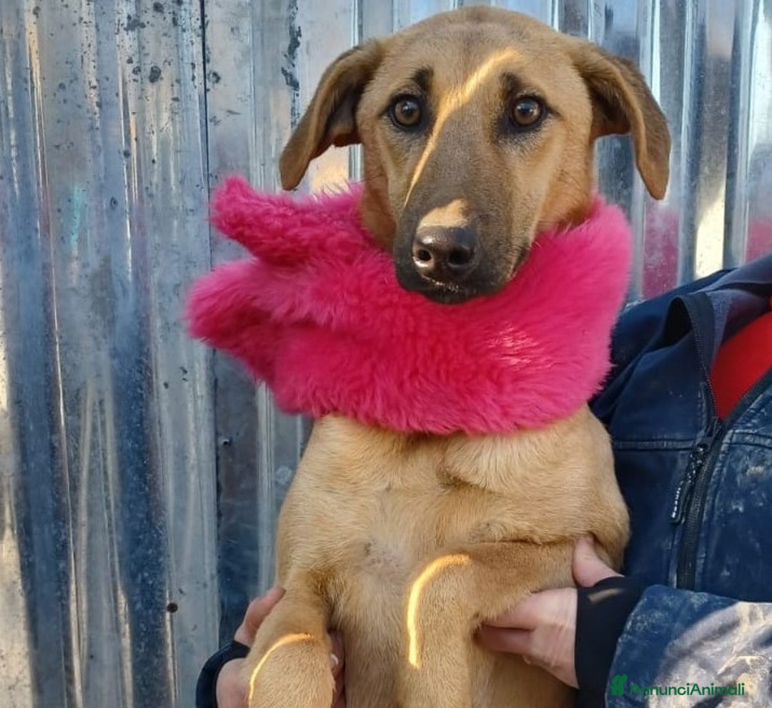 Meticcio cani in regalo: ALBICOCCA e MIRTILLO a Città metropolitana di Roma Capitale - Annuncio 1