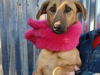 Meticcio cani ALBICOCCA e MIRTILLO a Città metropolitana di Roma Capitale - Annuncio 32