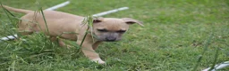 Pitbull cani in vendita: Cuccioli Pit Bull pronta consegna  - Annuncio 19