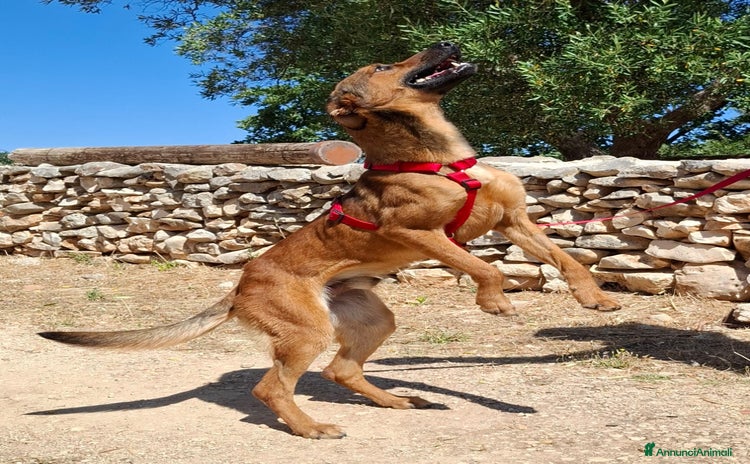 Meticcio cani a Provincia di Modena - Annuncio 7