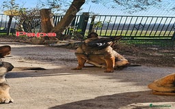 Pastore Belga cani in vendita: Pastore Belga cuccioli a Venedig - Immagine 5