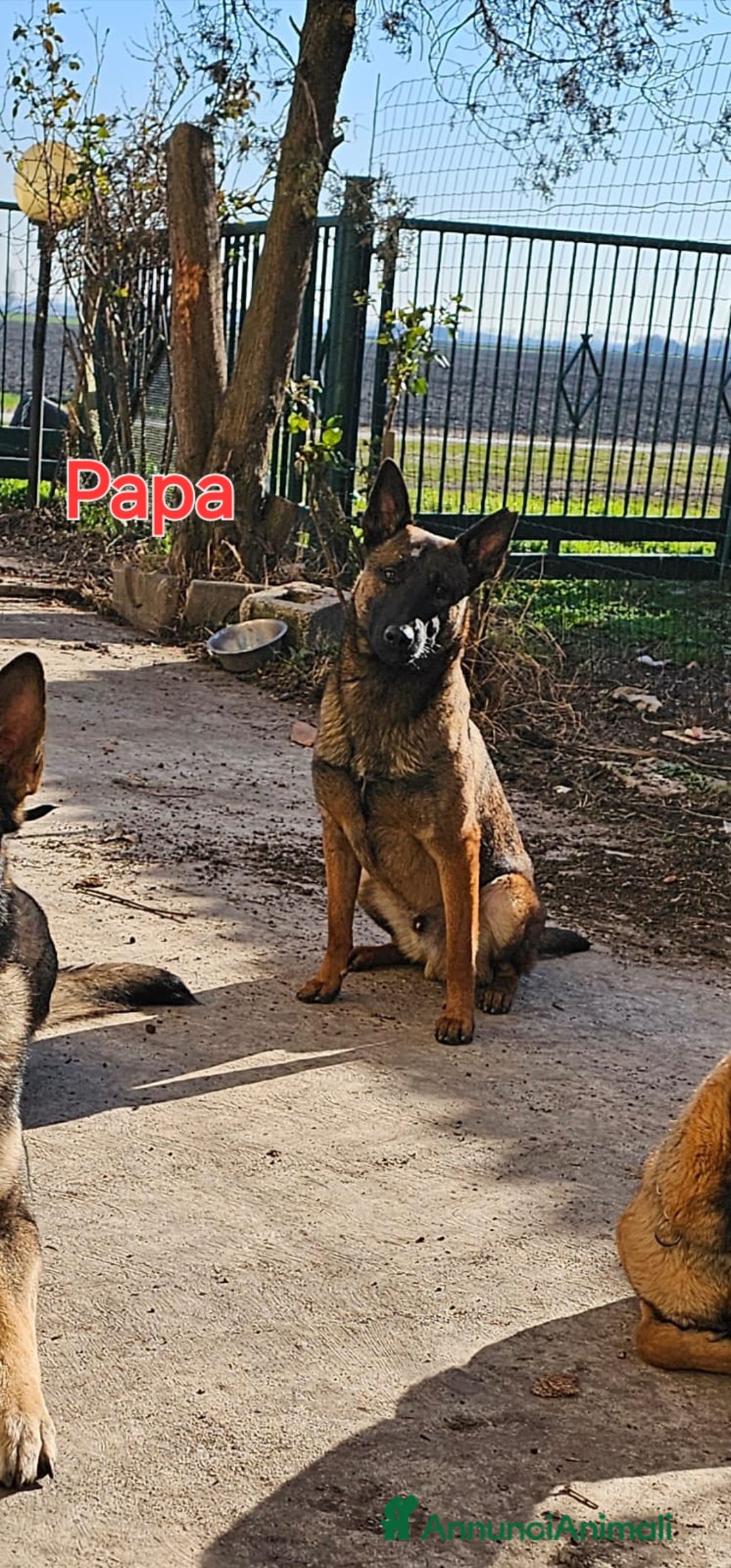 Pastore Belga cani in vendita: Pastore Belga cuccioli a Venedig - Immagine 5