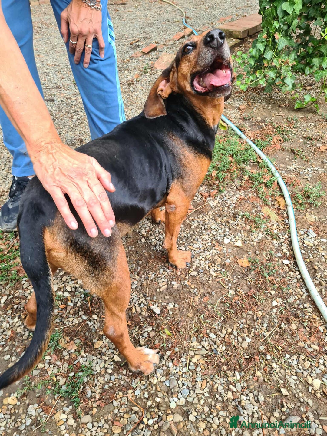 Meticcio cani in regalo: PIPPO, buffo nanetto invisibile. - Annuncio 11