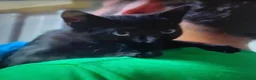 Europeo gatti in regalo: GATTINO NERO - Annuncio 2