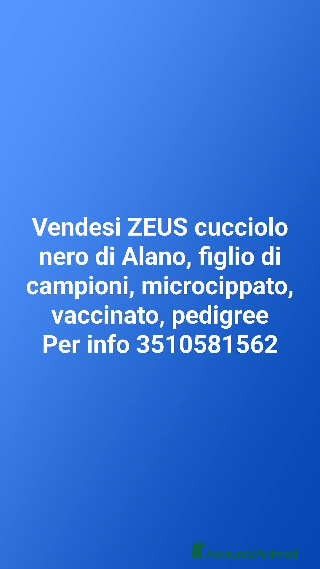 Alano cani Zeus cucciolo Alano Nero  - Annuncio 6