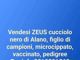 Alano cani Zeus cucciolo Alano Nero - Annuncio 6