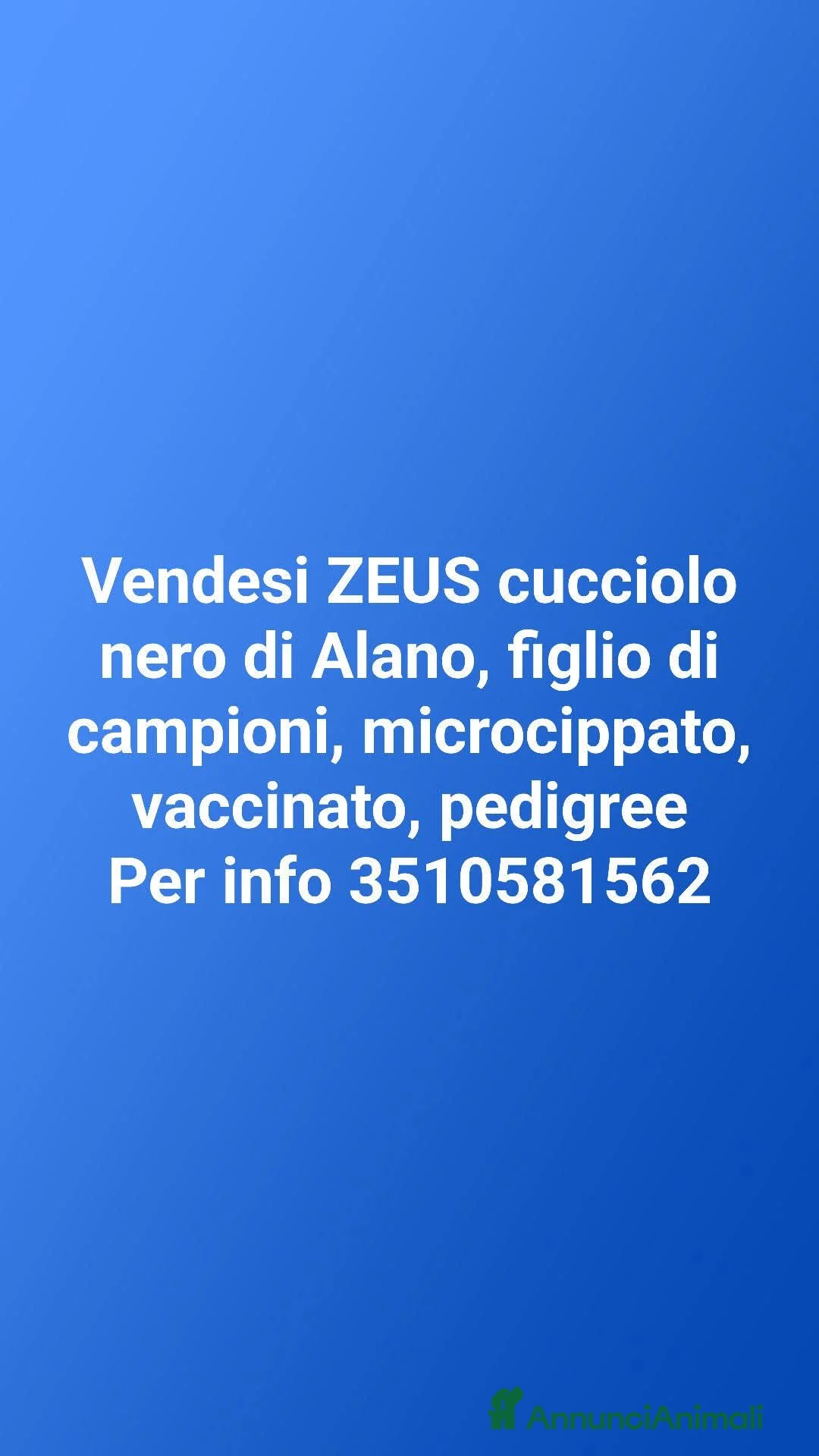 Alano cani in vendita: Zeus cucciolo Alano Nero  - Annuncio 1