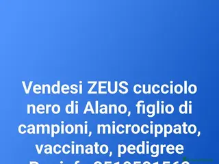 Alano cani Zeus cucciolo Alano Nero - Annuncio 2