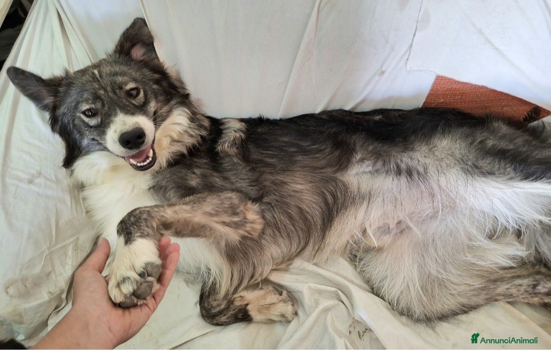 Meticcio cani in regalo: Derek 1 anno taglia media  - Annuncio 4