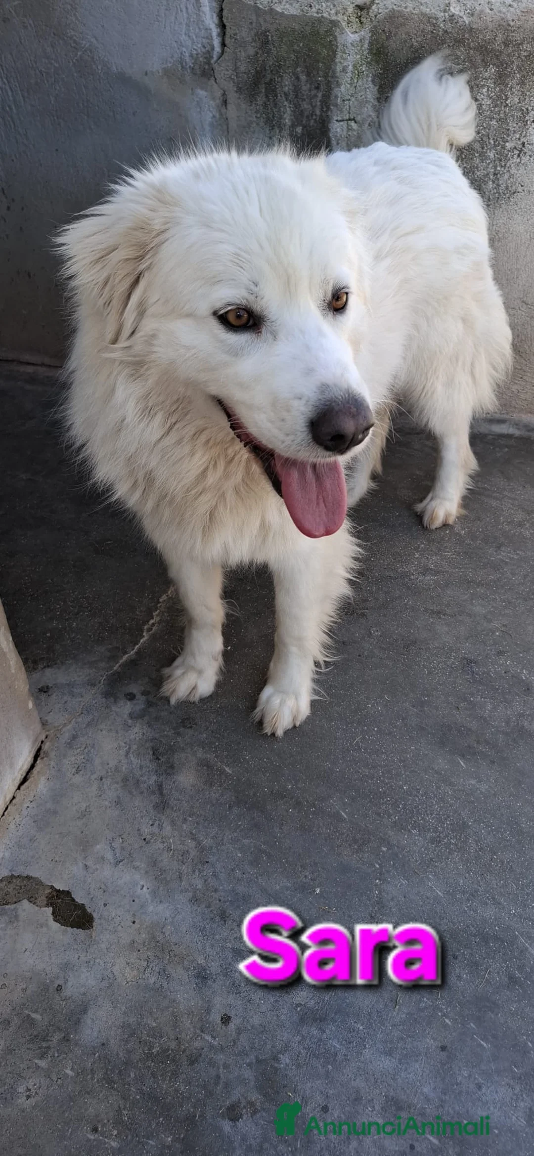 Meticcio cani in regalo: Sara una creatura meravigliosa  - Annuncio 3