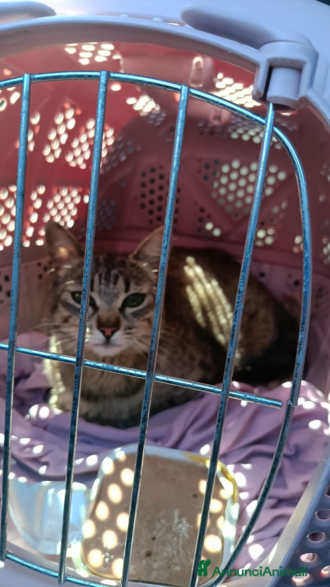Meticcio gatti Trilly gattina Fiv dolcissima - Annuncio 4