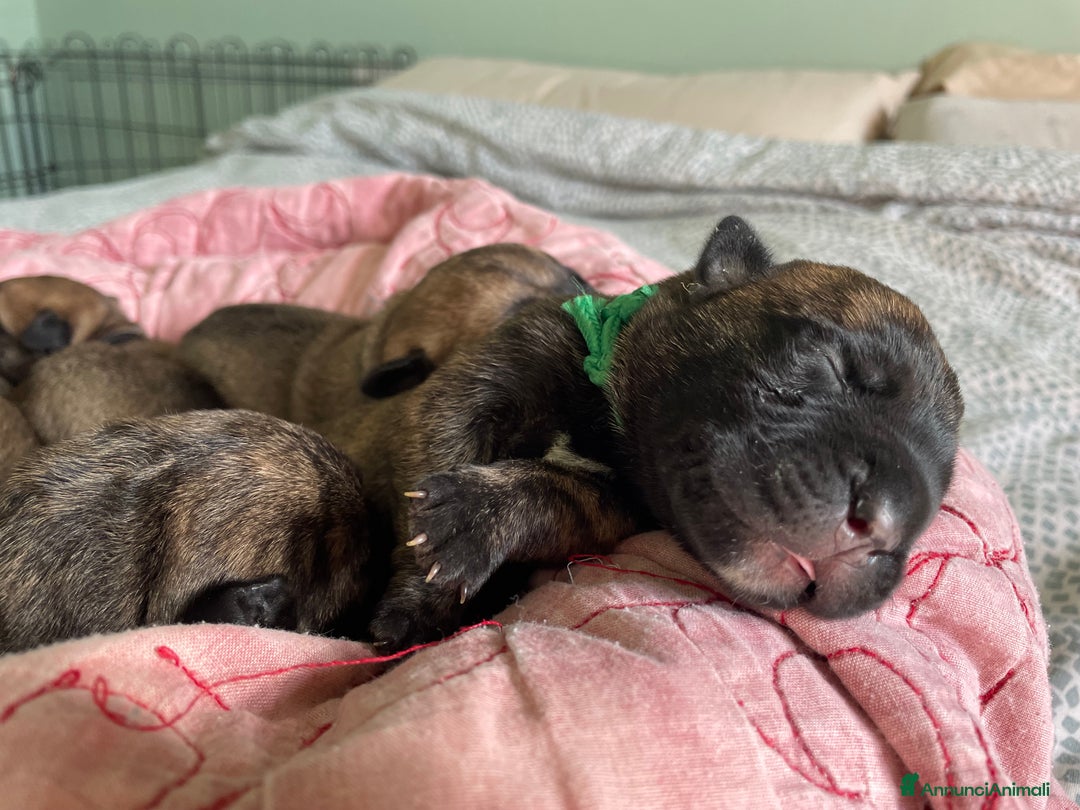 Bullmastiff cani in vendita: Cuccioli Bullmadtiff - Annuncio 7