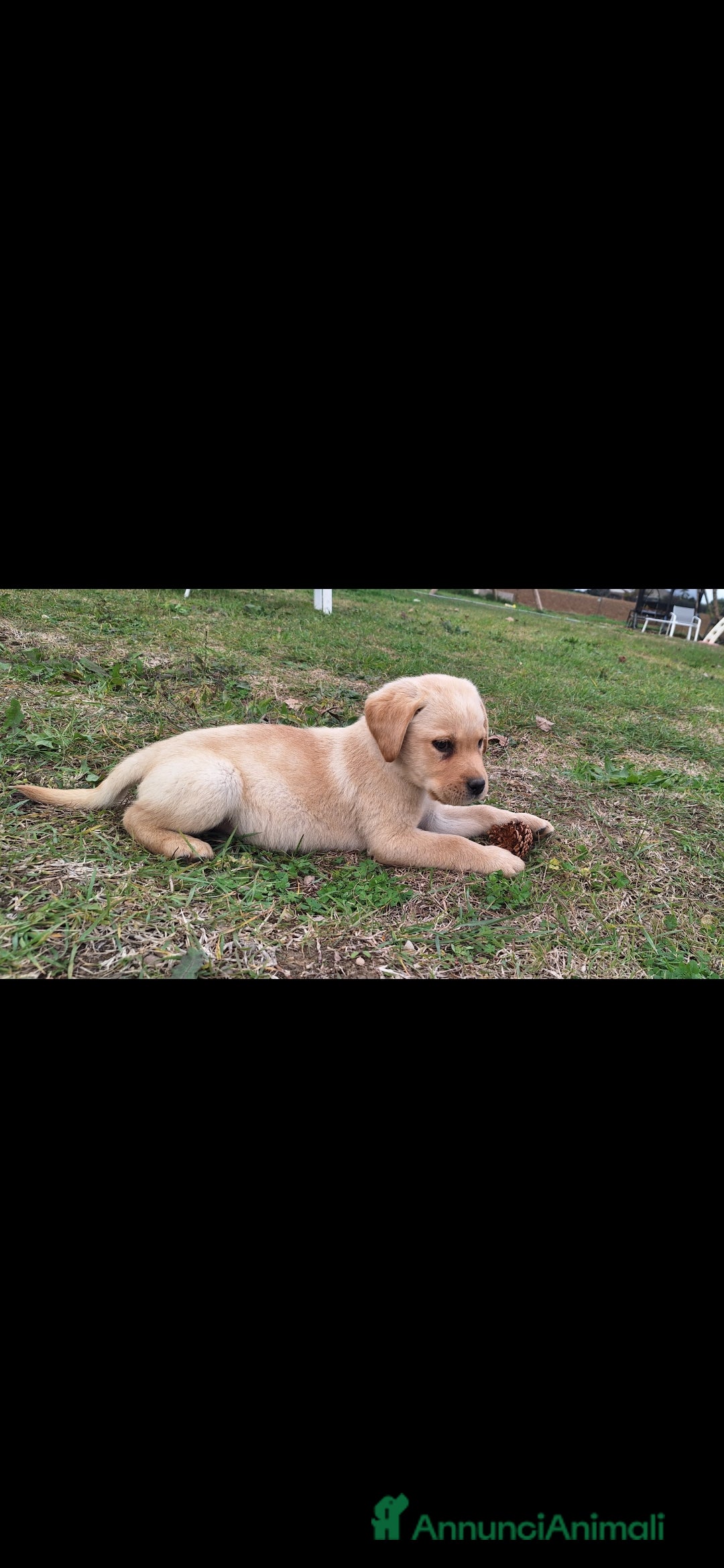 Labrador cani in vendita: Labrador cuccioli con pedigree Enci  - Annuncio 11