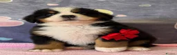 Bovaro del Bernese cani in vendita: Bovaro del Bernese Cuccioli disponibili  - Annuncio 3