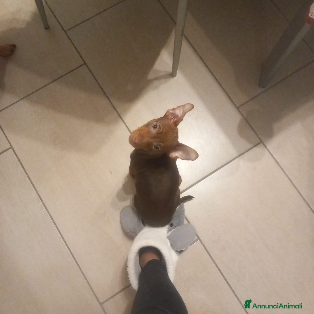 Pinscher Tedesco cani in vendita: Cucciolo di Pincher - Annuncio 4