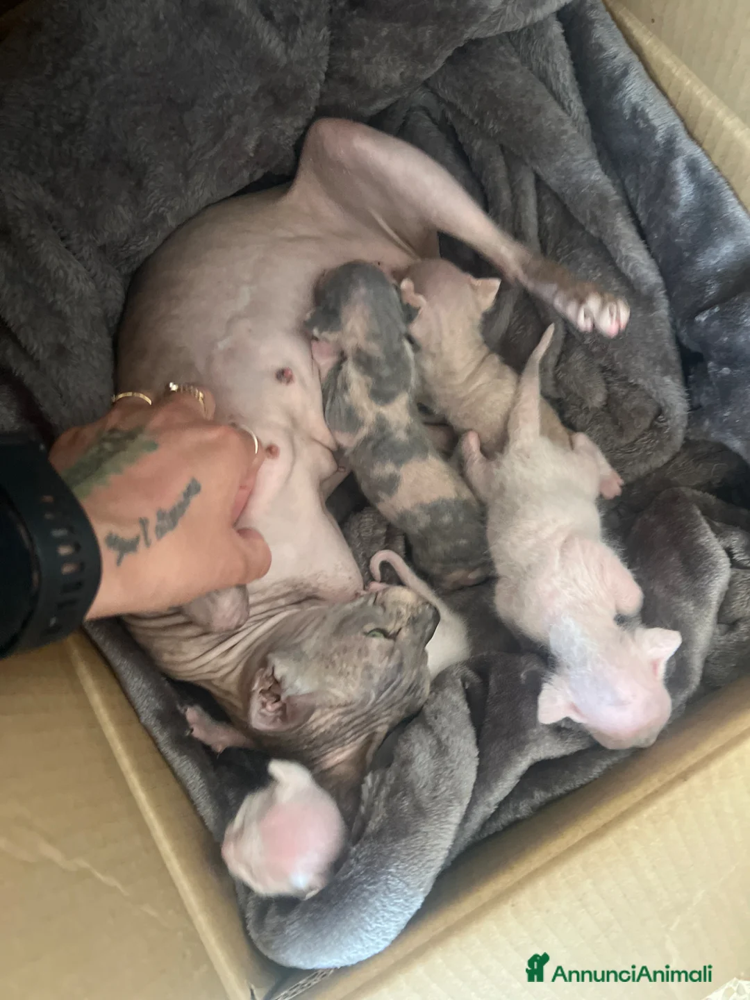 Sphynx gatti in vendita: Don sphynx brush a Provincia di Reggio Emilia - Annuncio 2