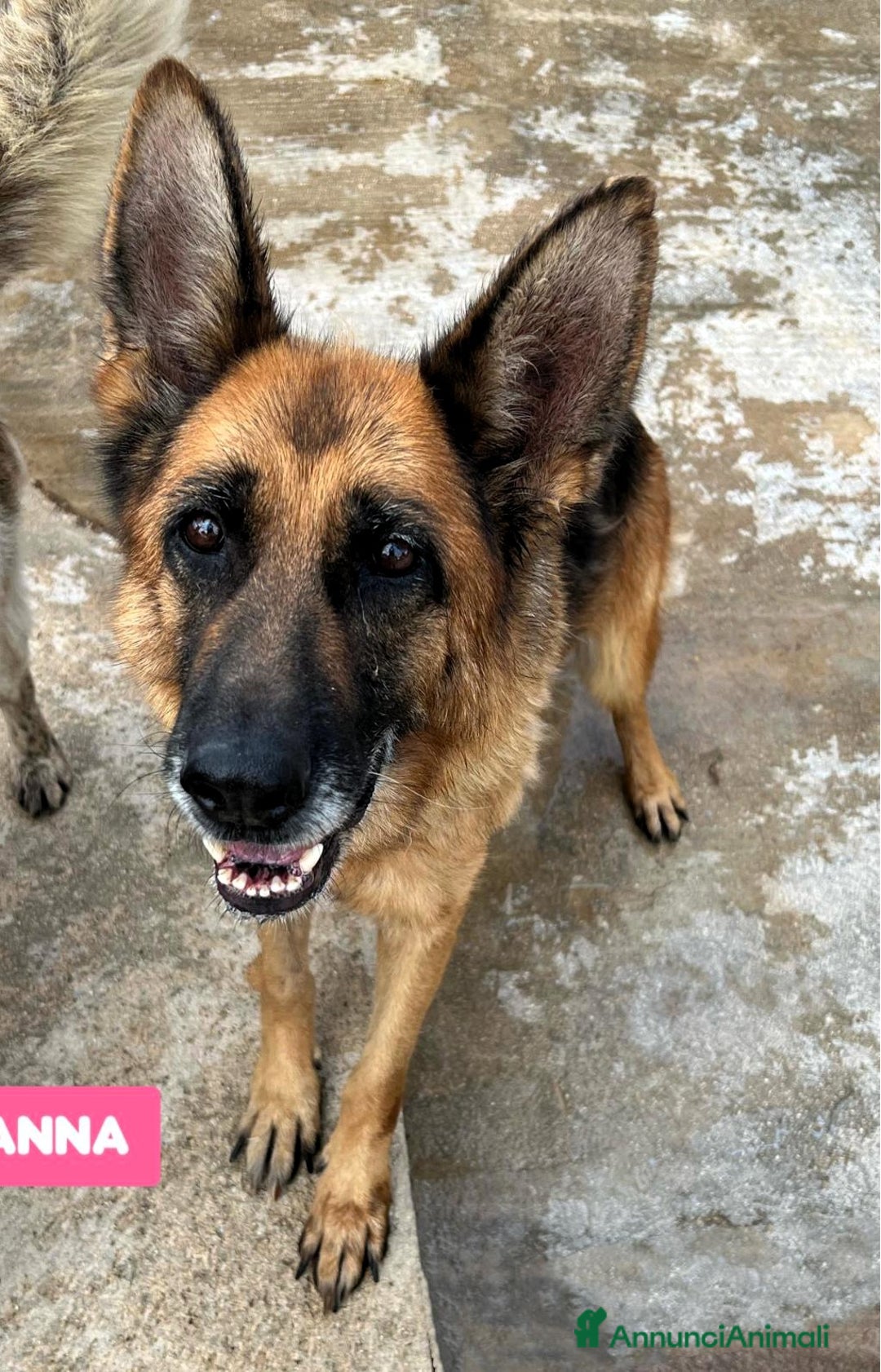 Pastore Tedesco cani in regalo: GIANNA PASTORE TEDESCO - Annuncio 2