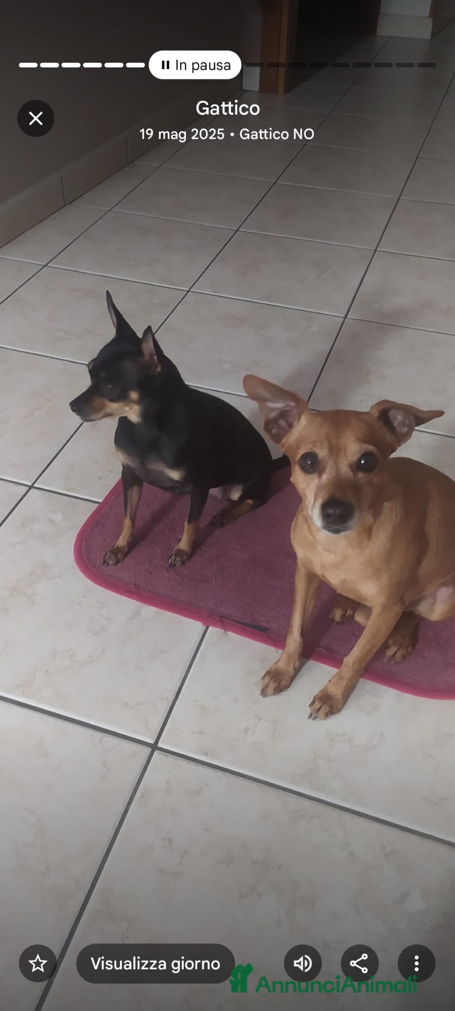 Pinscher Miniatura cani Cuccioli pinscher  - Annuncio 1