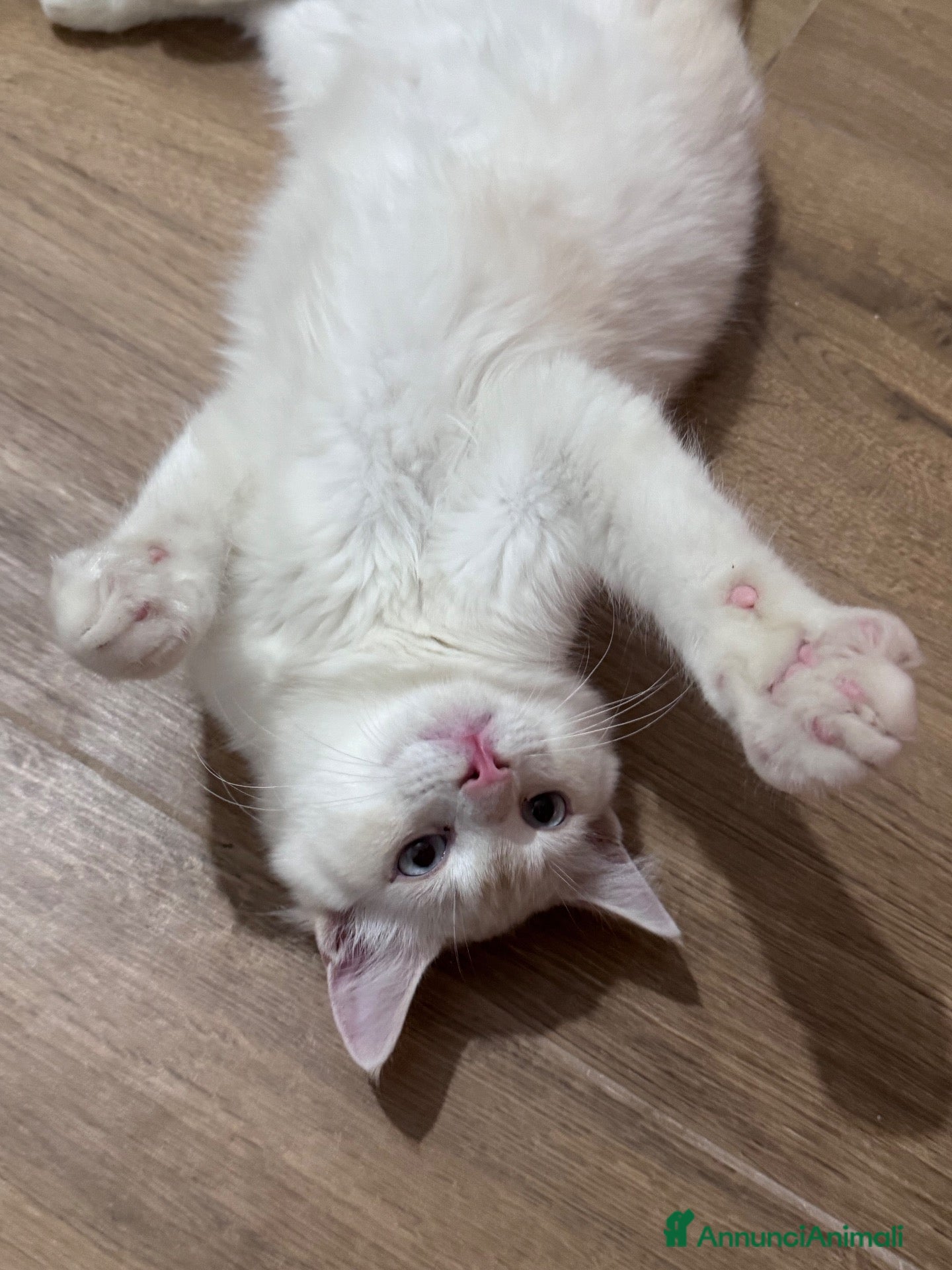 Ragdoll gatti Cuccioli Ragdoll  - Annuncio 5