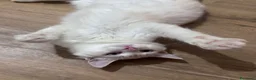 Ragdoll gatti in vendita: Cuccioli Ragdoll  - Annuncio 1