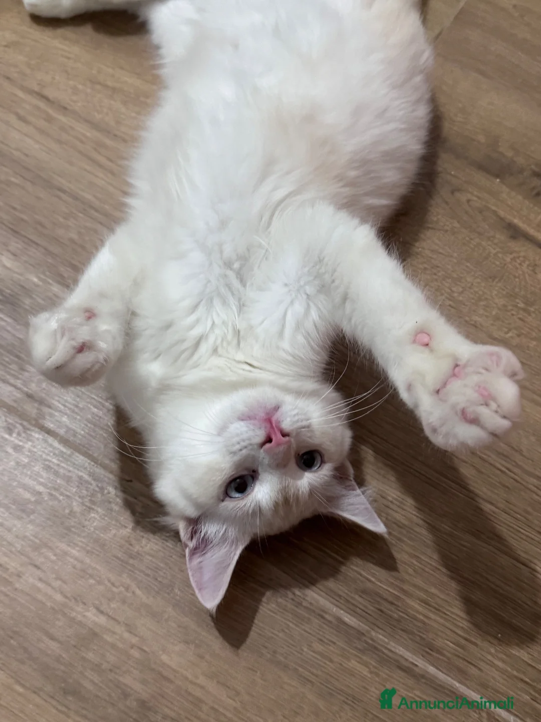Ragdoll gatti in vendita: Cuccioli Ragdoll  - Annuncio 1