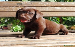 Labrador cani in vendita: Cuccioli Labrador Chocolate con pedigree enci a Metropolitan City of Rome Capital - Immagine 5