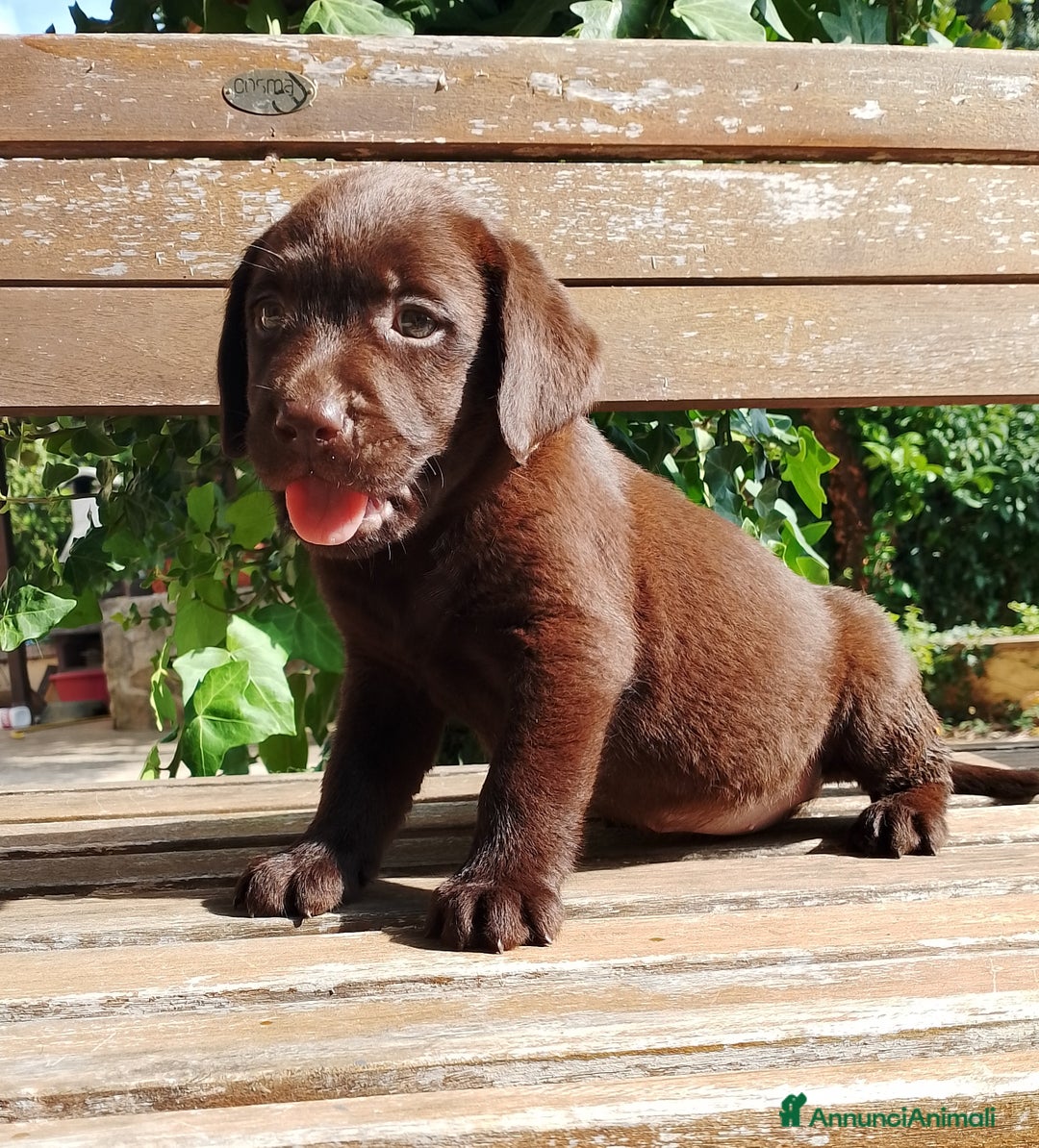 Labrador cani in vendita: Cuccioli Labrador Chocolate con pedigree enci a Metropolitan City of Rome Capital - Immagine 5