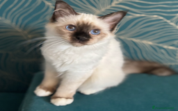 Sacro di Birmania gatti in vendita: Sacri di birmania, dolcissimi cuccioli - Immagine 5