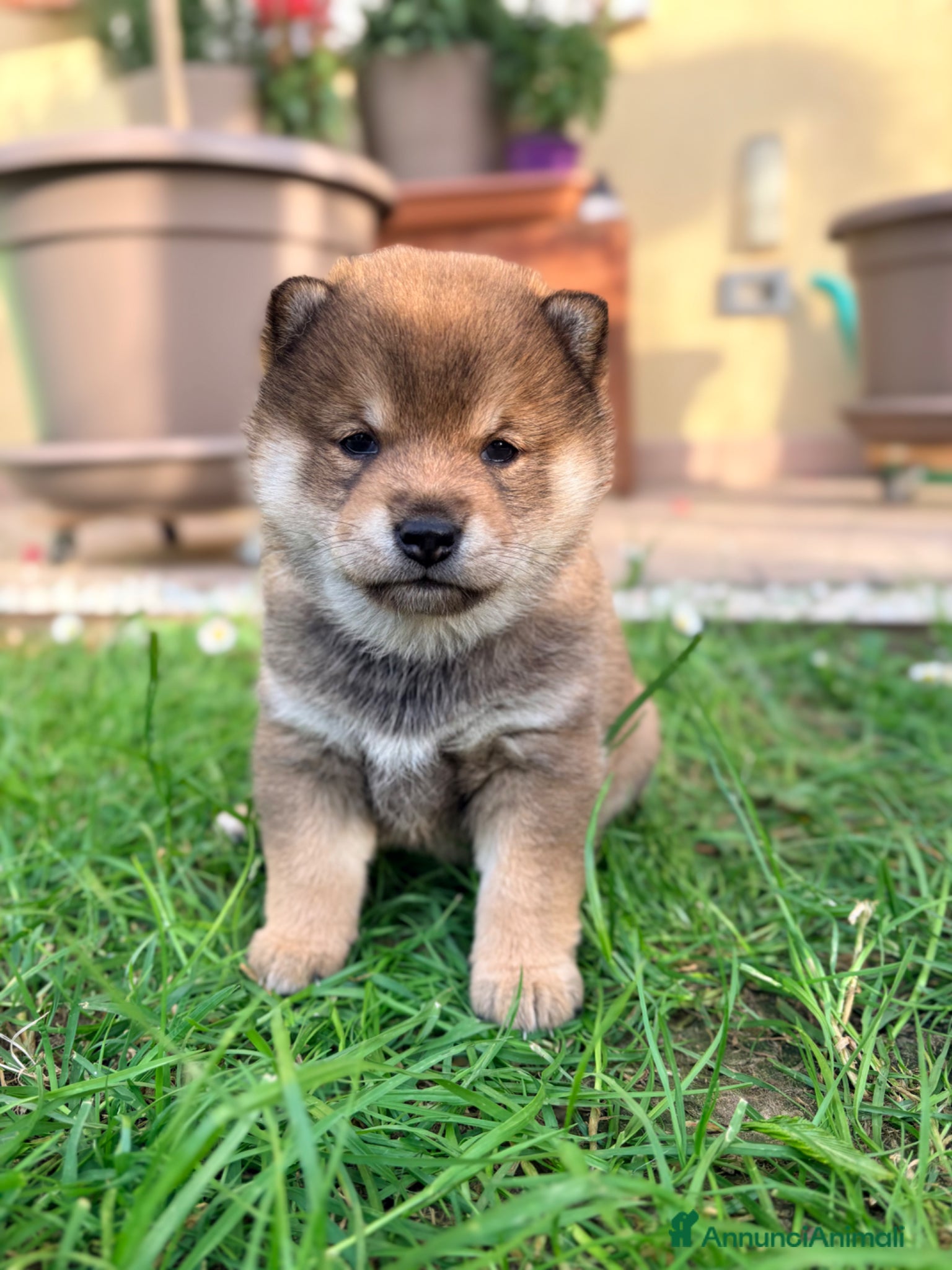 Shiba Inu cani Cuccioli con pedigree ENCI  - Annuncio 3