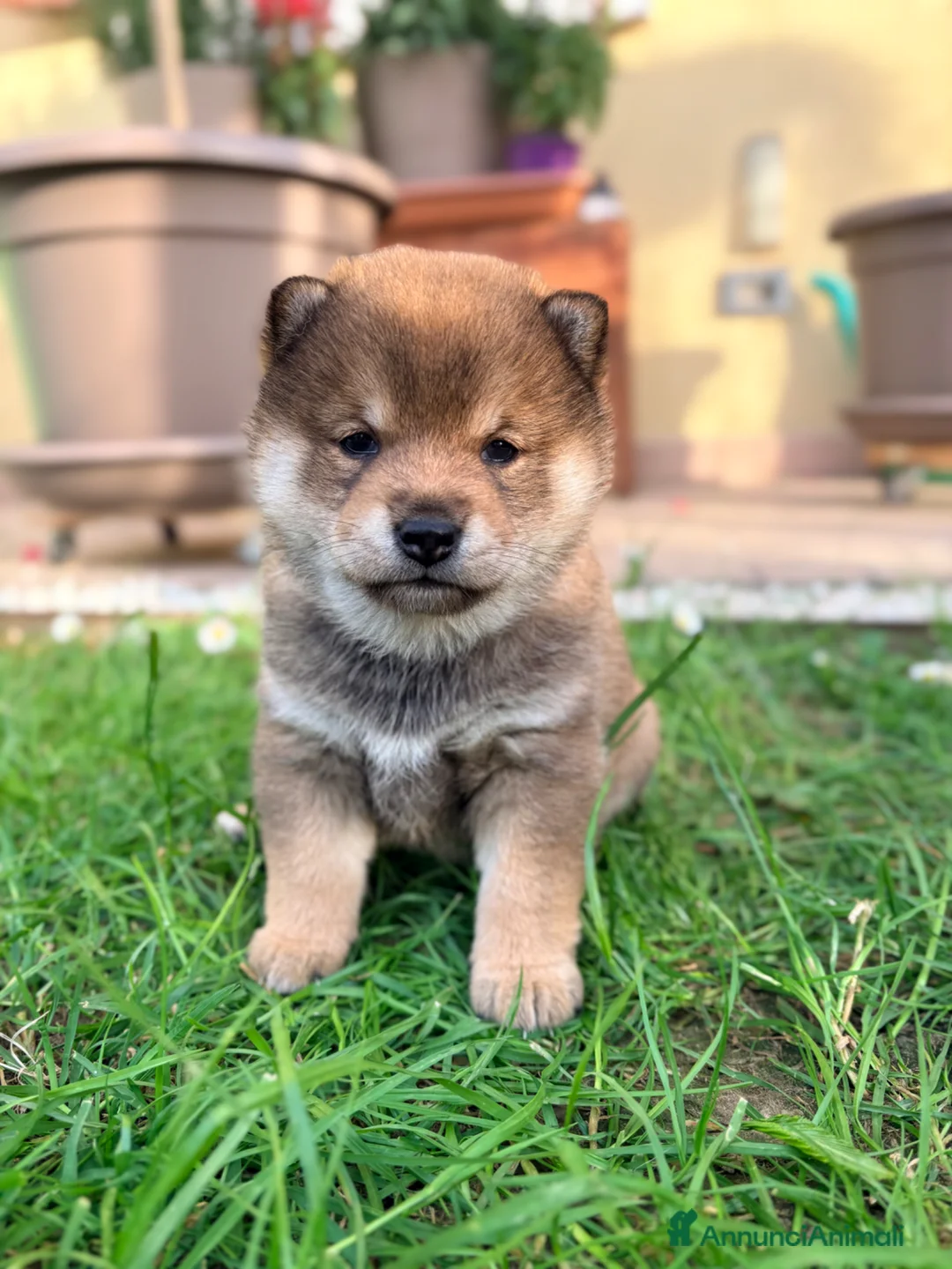 Shiba Inu cani in vendita: Cuccioli con pedigree ENCI  - Annuncio 1