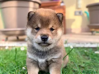 Shiba Inu cani Cuccioli con pedigree ENCI - Annuncio 3
