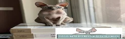Sphynx gatti in vendita: Bastet cerca casa! - Annuncio 1