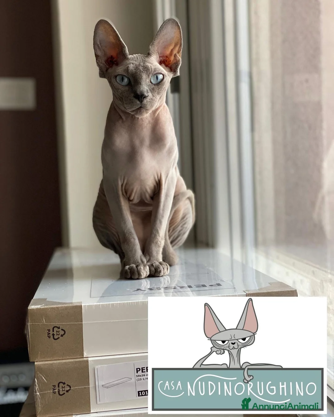 Sphynx gatti in vendita: Bastet cerca casa! - Annuncio 1