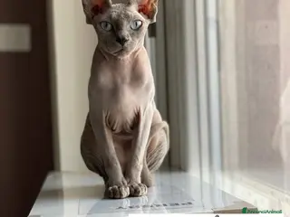 Sphynx gatti Bastet cerca casa! - Annuncio 27