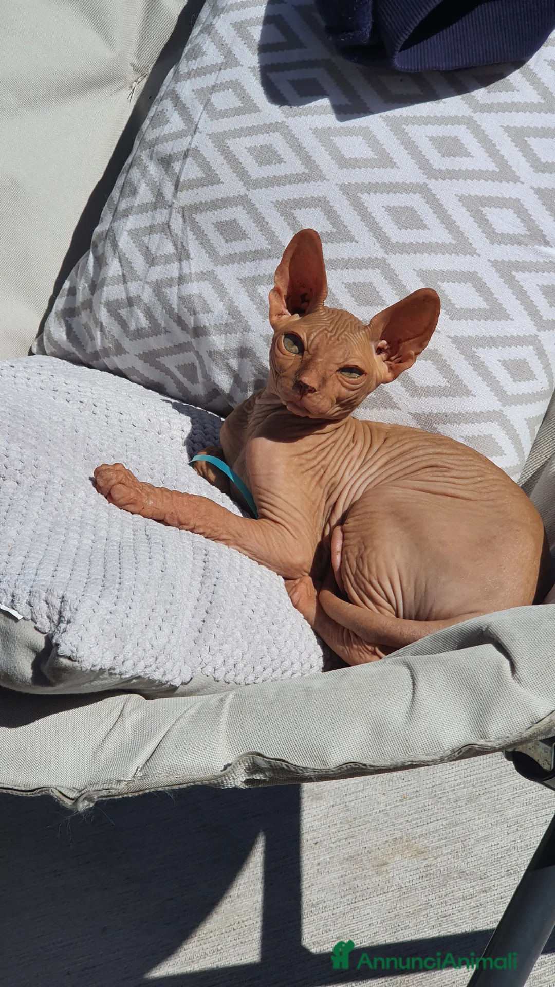 Sphynx gatti in vendita: Sphynx maschietti nude - Annuncio 2