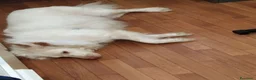Meticcio cani in regalo: Yuki vorrebbe avere una famiglia  - Annuncio 3