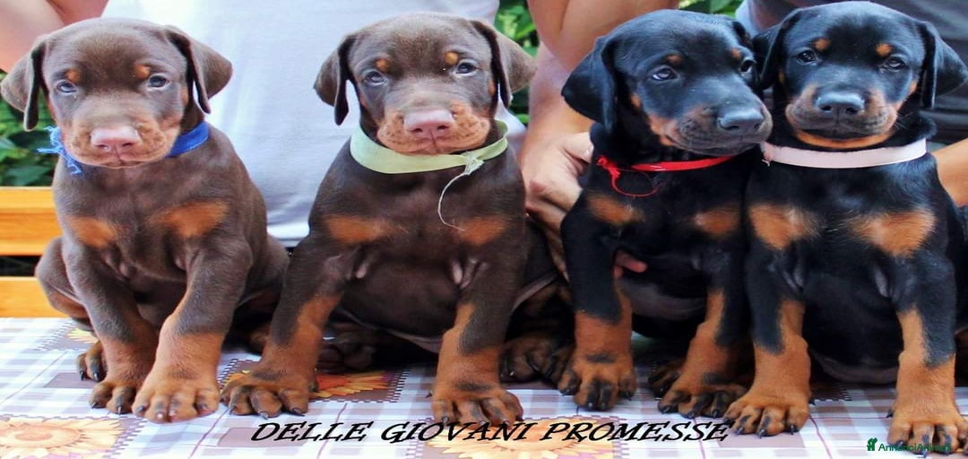 Immagine della galleria {{count}}