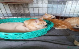 Europeo gatti in regalo: 5 cuccioli e mamma cercano casa❤️ - Immagine 12