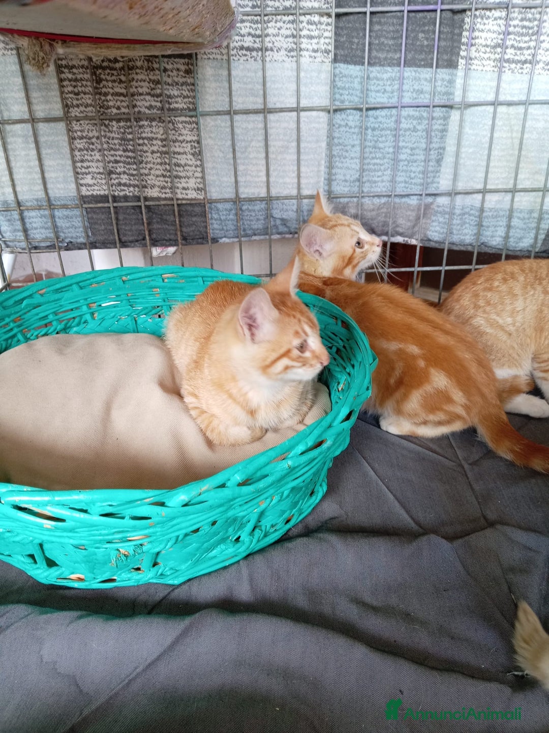 Europeo gatti in regalo: 5 cuccioli e mamma cercano casa❤️ - Annuncio 12