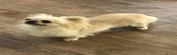 Chihuahua cani in vendita: Chihuahua femmina  - Annuncio 2