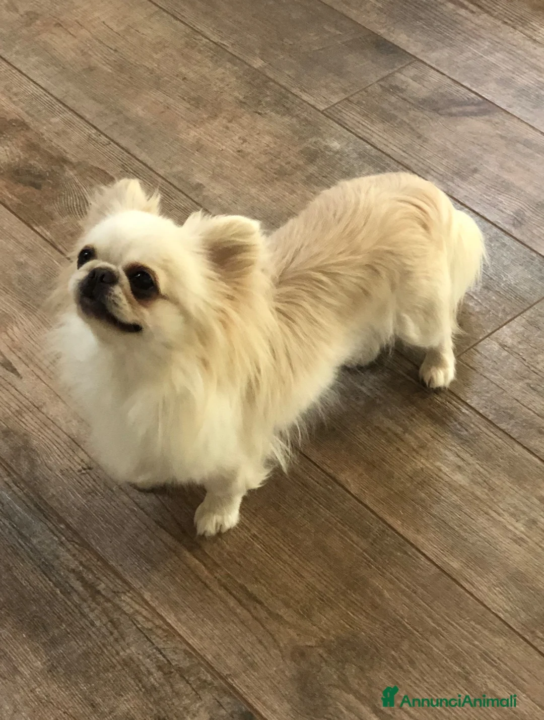Chihuahua cani in vendita: Chihuahua femmina  - Annuncio 2