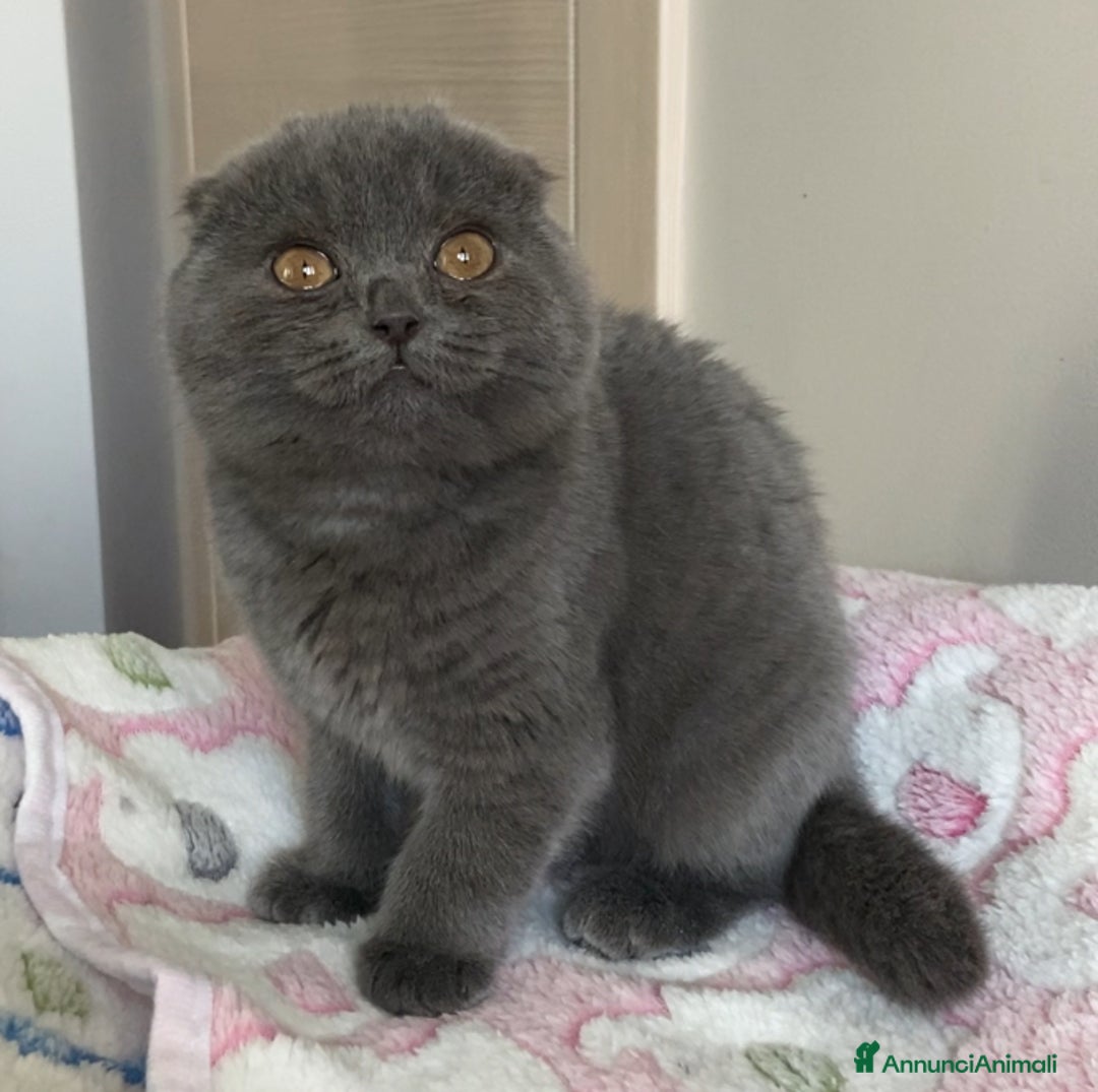 Scottish gatti in vendita: Scottish straight e fold - Annuncio 5