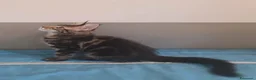 Maine Coon gatti in vendita: Litter G Dolci Fusa - Annuncio 6