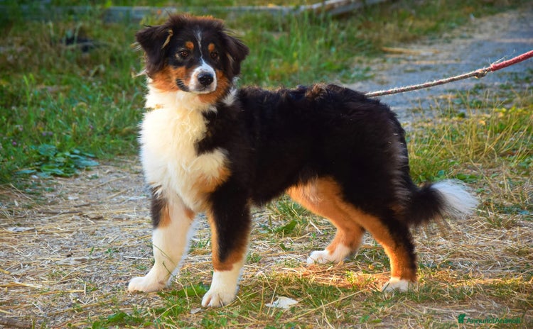 Australian Shepherd cani a Provincia di Pistoia - Annuncio 5