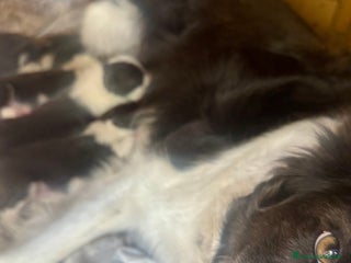 Border Collie cani Cucciola Border collie - Annuncio 1