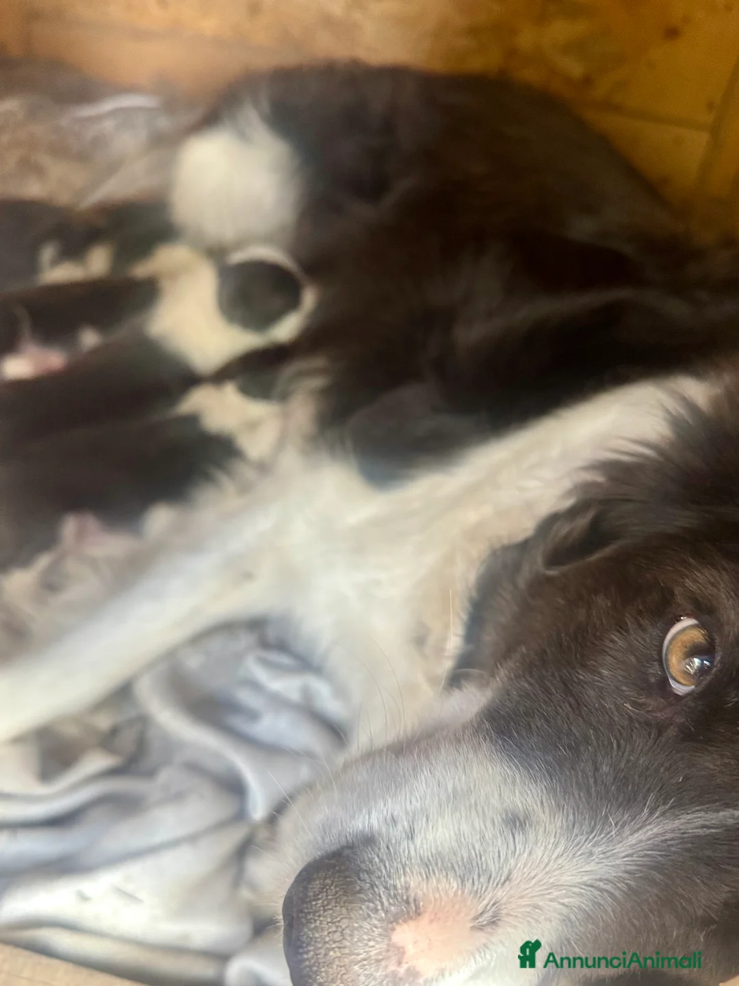 Border Collie cani in vendita: Cucciola Border collie  - Annuncio 1