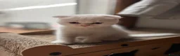 British gatti in vendita: gattini British & Scottish fold - Annuncio 14