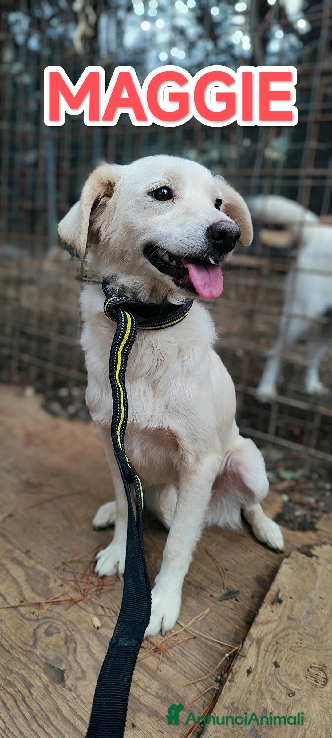 Meticcio cani in regalo: Meggie in adozione  - Annuncio 3