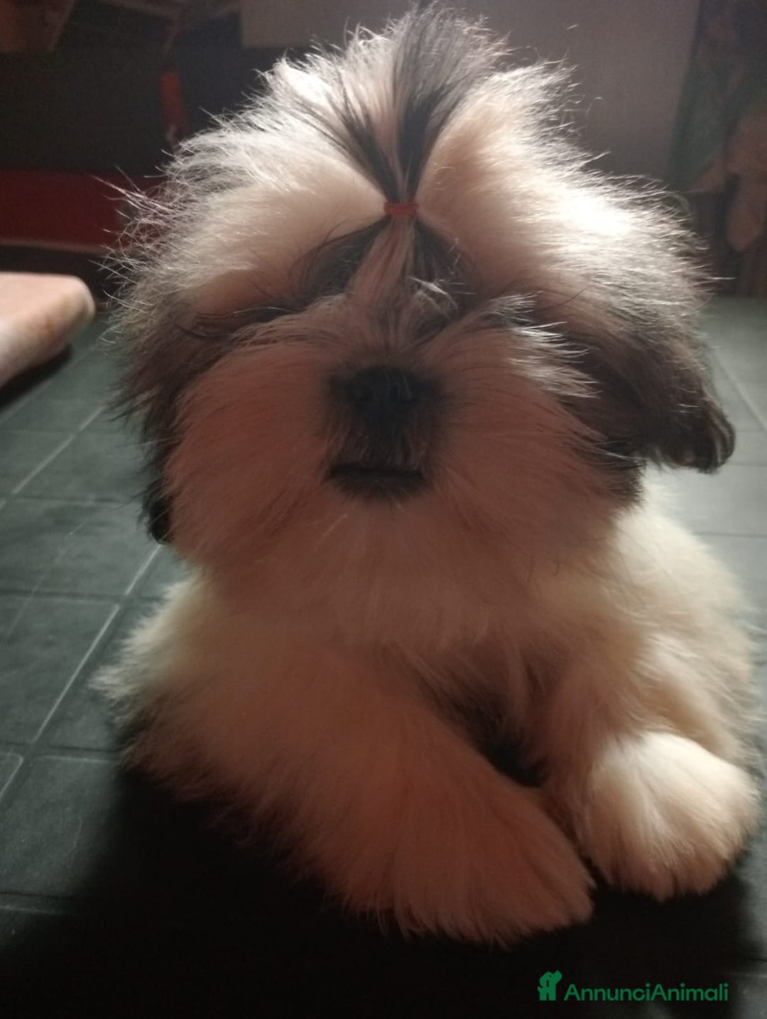 Shih Tzu cani in vendita: Cuccioli di shih Tzu  - Annuncio 5